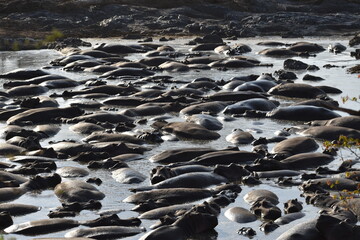 hippopotamus in water