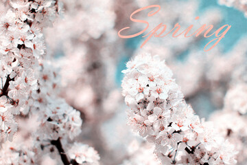 Spring background. Blossom tree