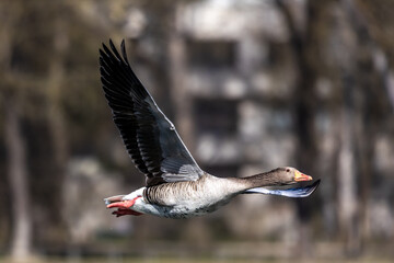 The flying greylag goose, Anser anser is a species of large goose