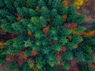 Mixed woodland seen from above