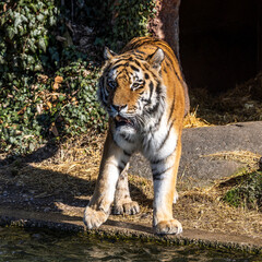 The Siberian tiger,Panthera tigris altaica in a park