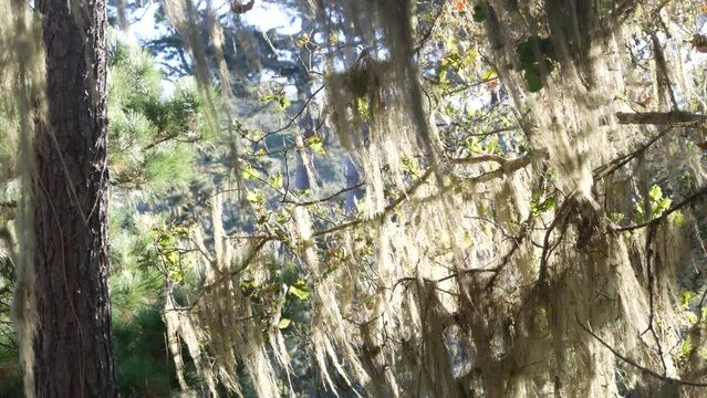 Lace lichen moss hanging, trees branches in forest. Deep surreal wood, fairy old grove or fantasy woodland. Plants covered with parasite mushroom or fungus. Point Lobos, Monterey flora, California USA