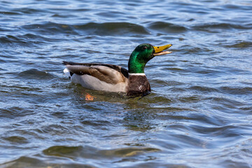 Wild duck or mallard, Anas platyrhynchos swimming in a lake in Munich, Germany