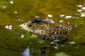 Common frog, Rana temporaria, single reptile croaking in water
