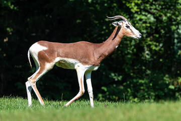 Dama gazelle, Gazella dama mhorr or mhorr gazelle is a species of gazelle