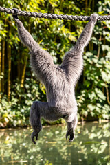 Silvery gibbon, Hylobates moloch in a German park