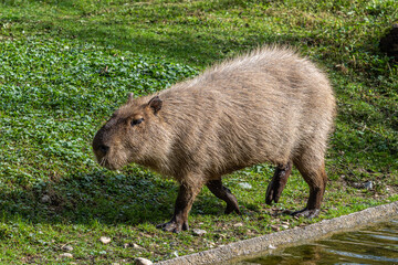 Capybara, Hydrochoerus hydrochaeris grazing on fresh green grass