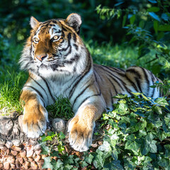 The Siberian tiger,Panthera tigris altaica in a park