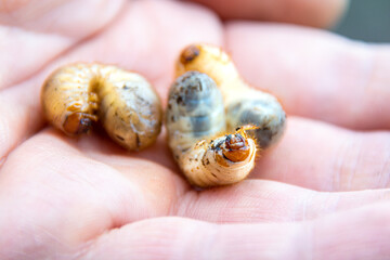 Larvae of the Maybug or cockchafer - a pest of agricultural crops, on the palm of a man