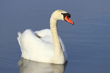 Elegant swan on the lake in winter sunny day