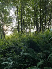 forest in the morning