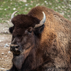 American buffalo known as bison, Bos bison in a german park