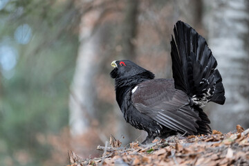 The western capercaillie (Tetrao urogallus)