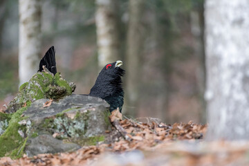 Western capercaillie male in the autumn forest (Tetrao urogallus)