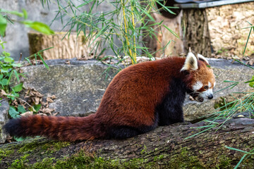 The red panda, Ailurus fulgens, also called the lesser panda.