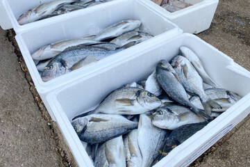 Freshly caught dorado fish in plactic containers at fish market stall for sale as tourist seafood...