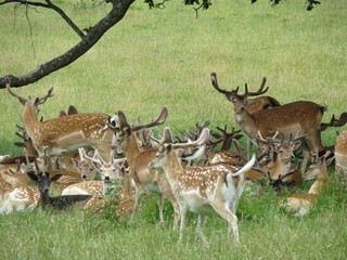 Naklejka na ściany i meble herd of fallow deer in Petworth Park England