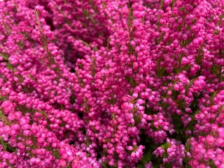 pink flowers