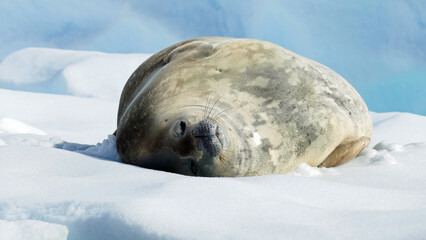 Wedell seal sleeping on ice