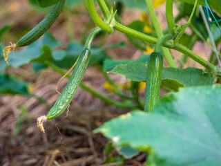 Cucumbers ripening on a hanging stem. Growth and flowering of cucumbers. Young cucumbers in the open ground. Small cucumbers among the leaves. Growing eco-vegetables