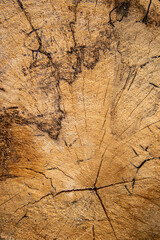 The crack on the surface of the cut wood, wood texture