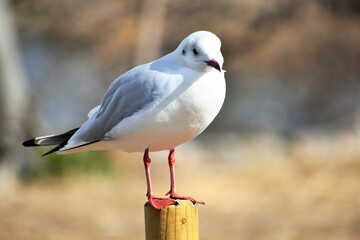 琵琶湖のユリカモメ