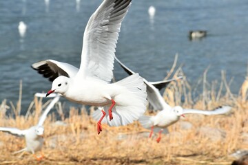 琵琶湖のユリカモメ