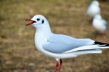 琵琶湖のユリカモメ