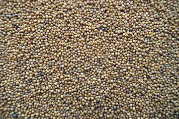 Mustard seeds close-up with blur effect.