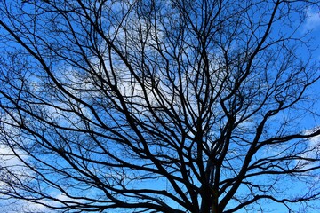 樹木と青空
