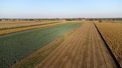agricultural fields in autumn in Vojvodina, seen from above