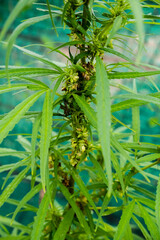 Green cannabis leaves,