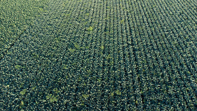 Texture Of Green Cabbage And Cruciferous Field Seen From Above