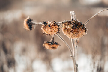 Sonnenblume getrocknet auf einem Feld im Winter 