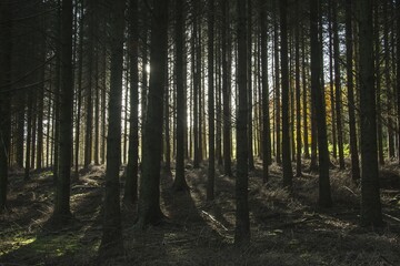 Dense forest in Clyde Valley in Scotland