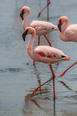 Lesser Flamingo, Walvis Bay, Namibia