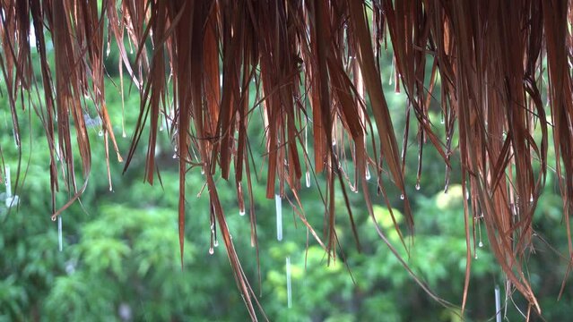 Vetiver grass roof. thatch roof to the ground.