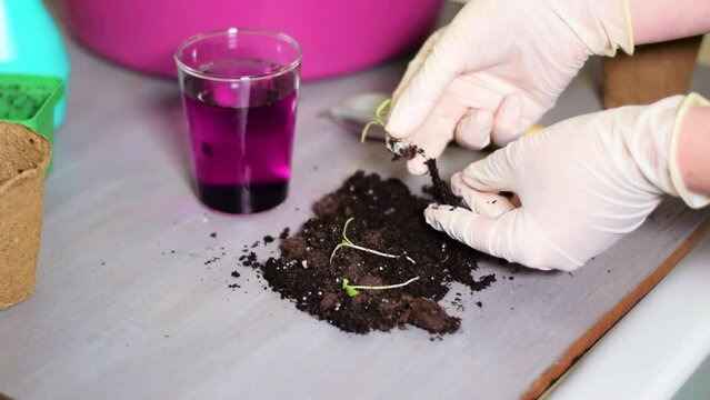 Dipping tomato seedling root into permanganic acid solution before planting it to prevent disease and pests. Gardening routine