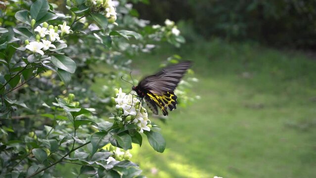 Butterfly on beautiful white murraya paniculata flowers blooming in garden.