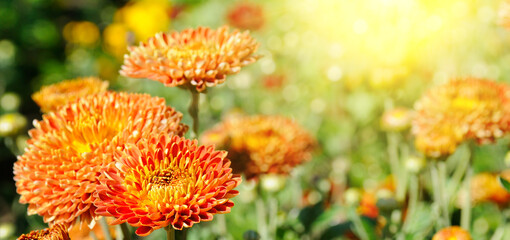 Background of yellow-orange chrysanthemums closeup in bright sunlight. Soft focus. Wide photo.