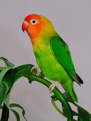 Erdbeerköpfchen (Agapornis lilianae) in der Voliere.