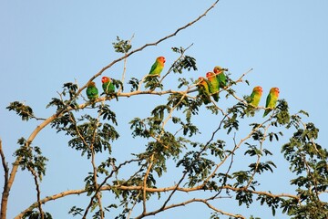 Erdbeerköpfchen Schwarm (Agapornis lilianae) in einem Baum am Luangwa-River in Sambia.