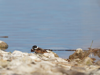 Rohrammer, Emberiza schoeniclus, Rohrspatz,