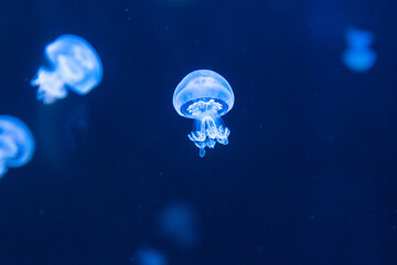 Naklejka na ściany i meble Rhizostoma pulmo commonly known as barrel jellyfish in an aquarium lit by blue light