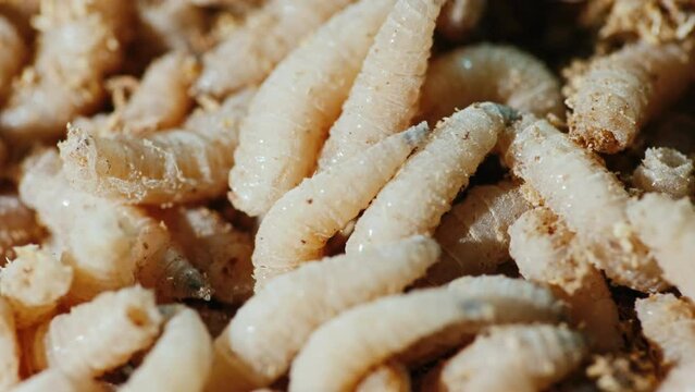 Live maggots - good bait on winter fishing