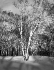 Black and White Single Wintery Birch Tree - obrazy, fototapety, plakaty