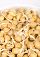 Chickpea sprouts, in a white bowl, close up, front view. Ready to eat, sprouted chickpeas, seeds of Cicer arietinum, a legume and protein source, also known as chick beans, garbanzo beans and as gram.
