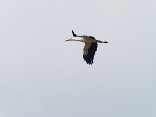 Weissstorch, Storch, Ciconia ciconia