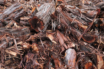 cutting trees in the forest
