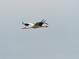 Weissstorch, Storch, Ciconia ciconia